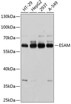 ESAM antibody
