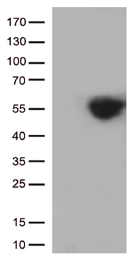 ESE1 (ELF3) antibody