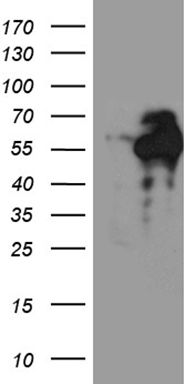 ESE1 Antibody