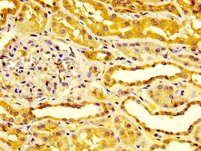 ESM1 Antibody