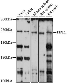 ESPL1 antibody