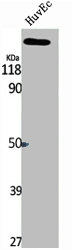 ESPL1 Antibody