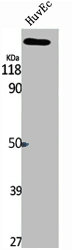 ESPL1 antibody