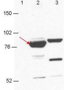 Esrp-1/2 antibody