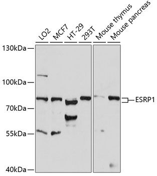 ESRP1 antibody