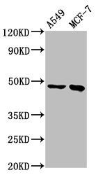 ESRRB Antibody