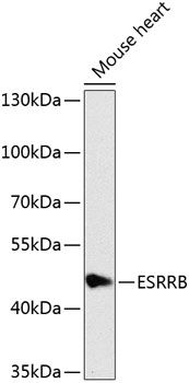 ESRRB antibody