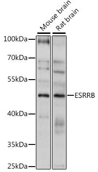 ESRRB antibody