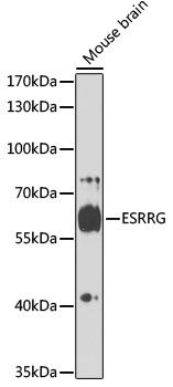 ESRRG antibody