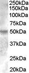 Goat anti-ESRRG Antibody