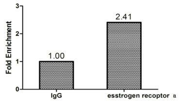 Estrogen R antibody