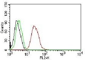 ER-beta-1 (Estrogen Receptor beta-1) Antibody