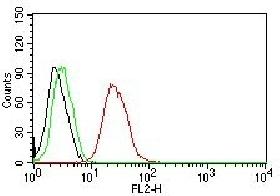 Estrogen Receptor beta antibody