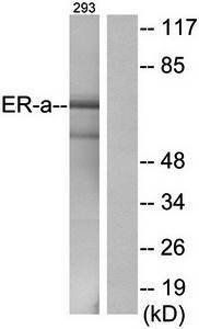 Estrogen Receptor-alpha antibody