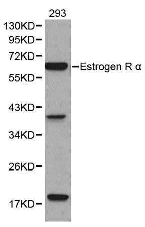 Estrogen Receptor alpha antibody