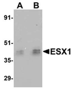ESX1 Antibody