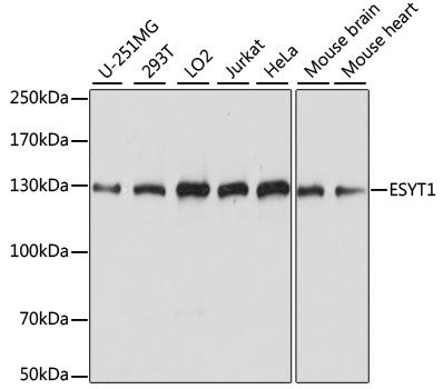 ESYT1 antibody