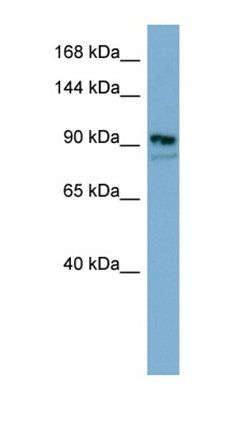 ESYT2 antibody