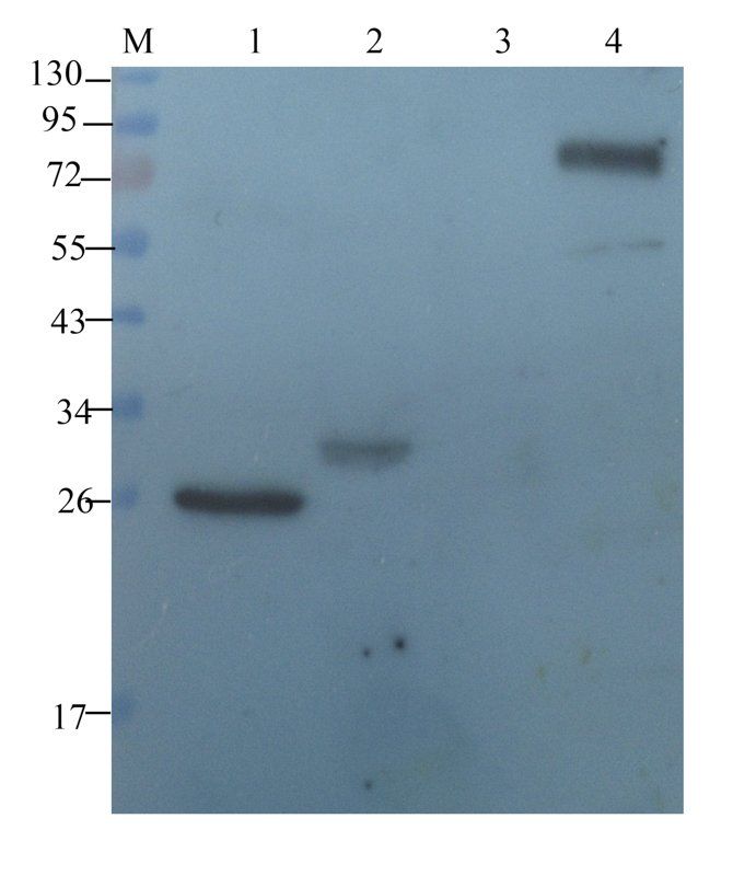 Endothelin 1 antibody