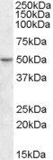 Goat anti-ETF-4 / TEAD2 Antibody