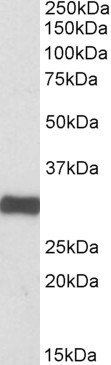 Goat anti-ETFA Antibody