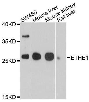 ETHE1 antibody