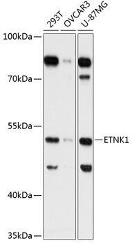 ETNK1 antibody