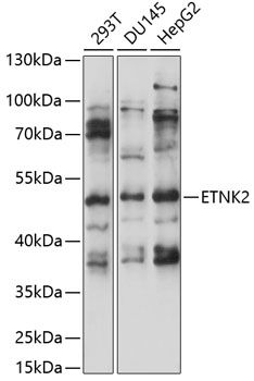 ETNK2 antibody