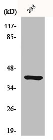 ETNK2 antibody