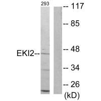 ETNK2 antibody