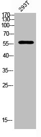 ETS1 Antibody