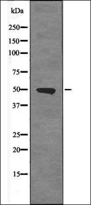 ETS1 (Phospho-Ser251) antibody