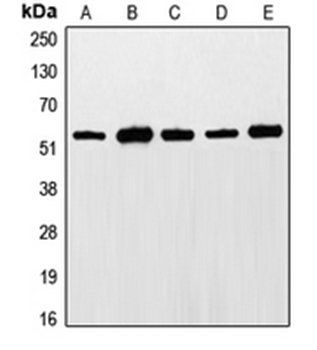 ETS1 (phospho-T38) antibody