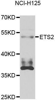 ETS2 antibody