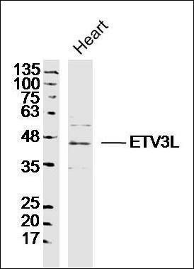ETV3L antibody
