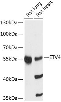 ETV4 antibody