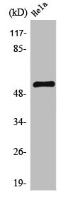 ETV6 Antibody