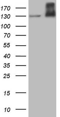 ETV7 Antibody