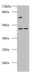 EIF4A2 Antibody