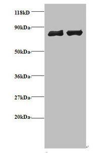 Eukaryotic translation initiation factor 3 subunit I antibody