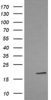 EVA1 (MPZL2) antibody