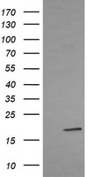 EVA1 Antibody
