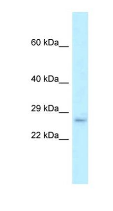 Eva1b antibody