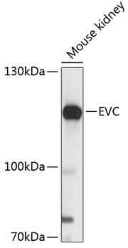EVC antibody