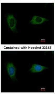 EVC2 antibody [C3], C-term