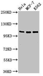 EVC antibody