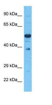EVI2B antibody