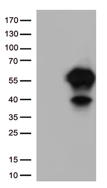 EVX1 Antibody