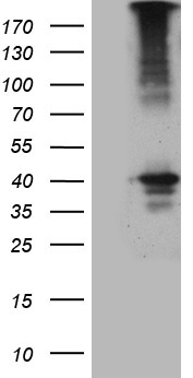 EVX1 Antibody