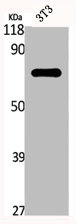 EWSR1 antibody